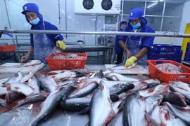 160家越南企业获准向中国出口查鱼