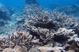 越南海洋和海岛周：加强保护海洋生物多样性