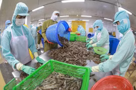 越南虾产业：持之以恒 坚守市场