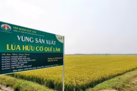 越南中部地区扩大有机农业种植面积