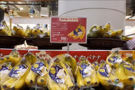越南香蕉与日本市场同类产品相比具有竞争力