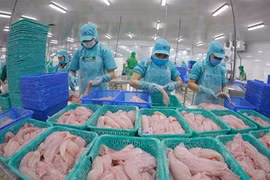 今年第二季度越南查鱼对各大市场的出口继续保持增长势头