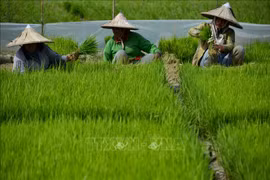 印度尼西亚制定应对全球粮食危机战略