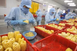 开展300万美元的越南北部蔬菜增值项目