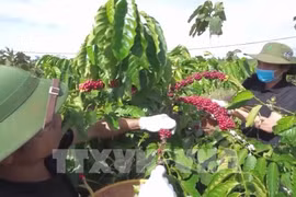 为对中国台湾和香港出口茶叶和咖啡的企业提供咨询