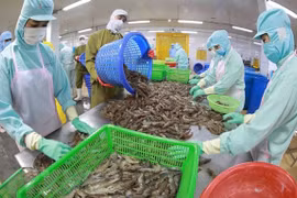 越南积极抓住机遇 扩大虾类和查鱼出口市场