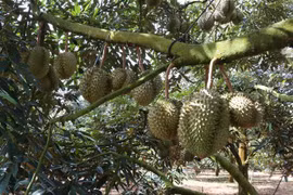 越南51个有编码的榴莲种植园获批对中国出口产品
