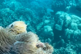 庆和省芽庄湾部分海域拟暂停潜水旅游活动