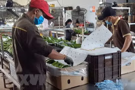 越南农业与农村发展部长：越南香蕉迎来对中国出口的机遇