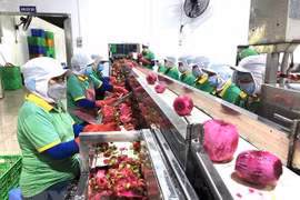 为越南与南非贸易投资合作开辟新机遇