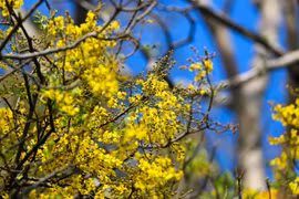 山茶半岛进入盾柱木花季