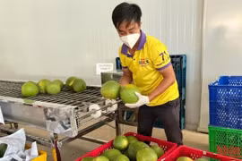 槟椥省即将向美国出口第一批绿皮柚子
