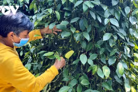 嘉莱省农民朝着可持续方向种植胡椒