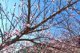 和平省着力发展野桃花种植业