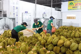 越南首批逾100吨榴莲通过正贸渠道出口到中国