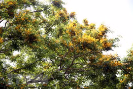 越南旅游：2022年广南省《三岐市黄花梨开花节》和2022年乂安省《炉门旅游节》拉开序幕