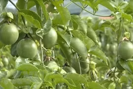 为越南农产品在世界寻找支点