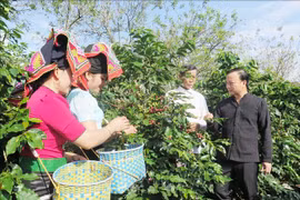 努力提升山罗咖啡品牌知名度逐步征服质量要求苛刻的市场
