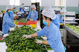 越南农产品适应于新冠疫情严格防控情况