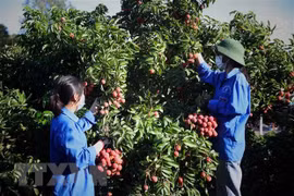 外交部例行记者会：为中国企业和商人在北江省收购荔枝创造便利条件
