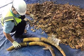 岘港市发现大量装有疑似象牙、穿山甲鳞片的货柜
