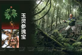 玉灵参瑰宝 
