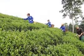 世行：越南贫困率明显下降