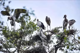 世界自然基金会（WWF）：越南是亚太地区生物多样性保护领先国家之一