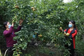 越南批准2021-2025年可持续减贫国家目标计划