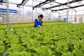 加大外商对越南农业的投资力度