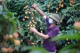 北江省有效发挥农产品地理标志保护认证的作用