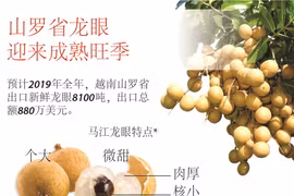 图表新闻：山罗省龙眼迎来成熟旺季