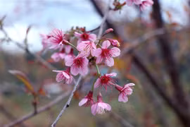 越南奠边省山上的野桃花（组图）