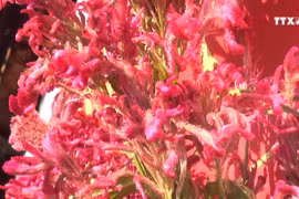 奠边省贡族人兴高采烈过鸡冠花节