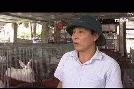 养兔子取疫苗——莱州省农民新生产模式