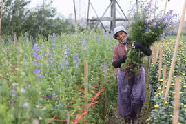 组图：西就村花农忙忙碌碌 为年底的鲜花供应做准备