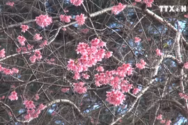 喜马拉雅樱花竞相绽放 染红大叻市大街小巷