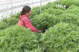 岘港市各花园为春节花卉市场做好供应准备