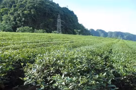 乂安省军民共同携手种下脱贫致富茶