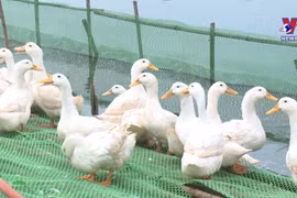 北江省为农业合作社排解困难