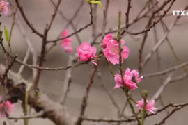 河内市部分集市出现桃花的身影 