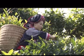 越南致力于保护河江省遗产茶树