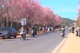 大叻市冬樱花盛开 满街姹紫嫣红