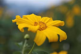 巴维山上肿柄菊盛开迎游客