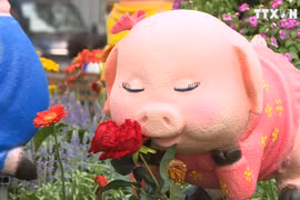 胡志明市己亥春节花卉节 3000多种奇花异草大合集