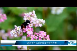 2018年河江省荞麦花节即将开幕
