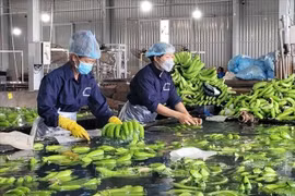 巴地头顿省着力打造种植区代码 助力提升水果价值