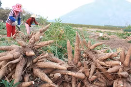 越南木薯产业设定2028年出口额20亿美元的目标