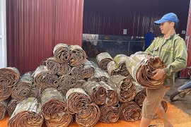 印度、美国、孟加拉国是越南肉桂的三大主要出口市场