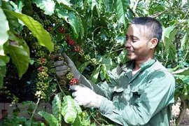 经济外交：为实现越南与南非双边贸易目标注入新动力